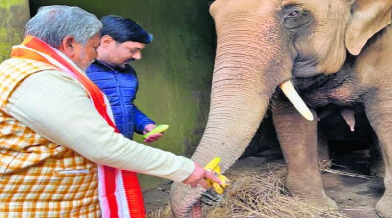 “पटना जू में वन्यजीवों को ठंड से बचाव के लिए चिंपाजी को दिया जा रहा च्वनप्राश, तो हाथी को…