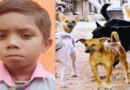समस्तीपुर में आवारा कुत्ते ने फिर एक किशोर को नोचकर मार डाला,आगजनी
