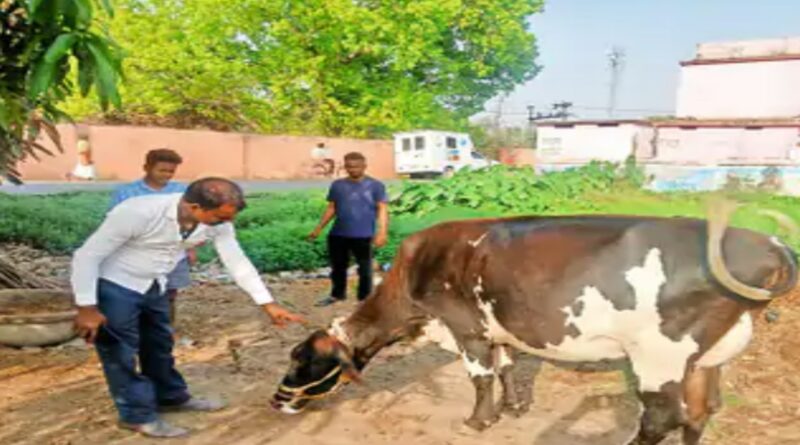 मोबाइल वैन बनी चलता फिरता पशु अस्पताल, गांव-गांव पहुंच रहा इलाज