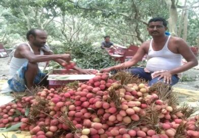 रेलवे 15 मई से लीची पार्सल बुकिंग शुरू करेगा: अलग-अलग राज्यों में ट्रेन से भेजा जाएगा