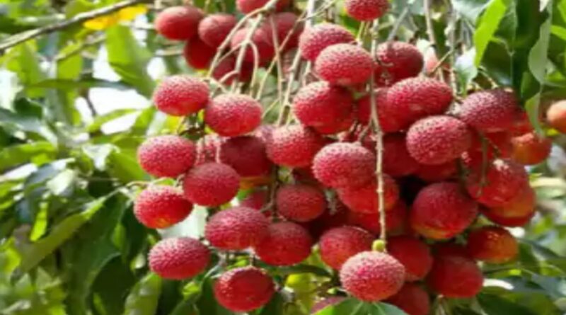 आंधी और कीड़ों के कहर से 70% तक घटा लीची का उत्पादन,करोड़ो का नुकसान
