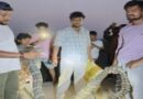 वाल्मीकिनगर वन क्षेत्र में घर में पहुंचा निकला किंग कोबरा, दहशत