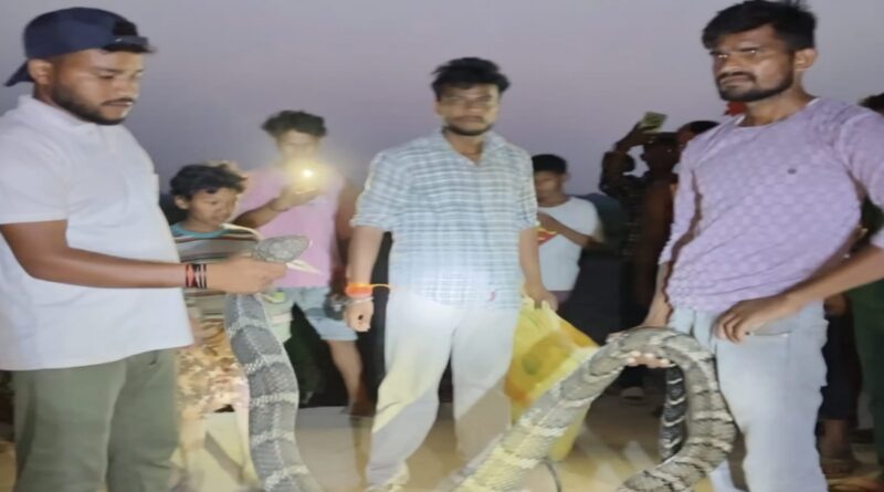 वाल्मीकिनगर वन क्षेत्र में घर में पहुंचा निकला किंग कोबरा, दहशत
