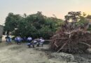 आंधी में 50 साल पुराना पाकड़ का पेड़ गिरा,बड़ा हादसा टला