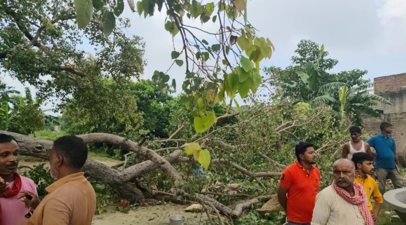 पूजा के दौरान पीपल की डाल गिरा,दो बच्चों की मौत, आठ लोग घायल