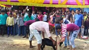 आतापुर दुर्गा मंदिर में बलि के दौरान उमड़े श्रद्धालु:मां भगवती के जयकारों से गूंजा परिसर